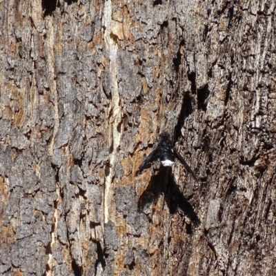 Anthrax sp. (genus) (Unidentified Anthrax bee fly) at Garran, ACT - 7 Dec 2017 by roymcd