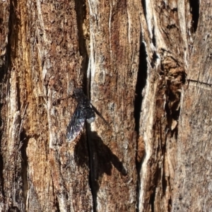 Anthrax sp. (genus) at Garran, ACT - 7 Dec 2017 09:50 AM