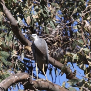 Egretta novaehollandiae at Conder, ACT - 3 Dec 2017