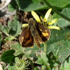 Ocybadistes walkeri (Green Grass-dart) at Garran, ACT - 7 Dec 2017 by roymcd