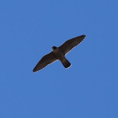 Falco peregrinus (Peregrine Falcon) at Mount Mugga Mugga - 6 Dec 2017 by roymcd