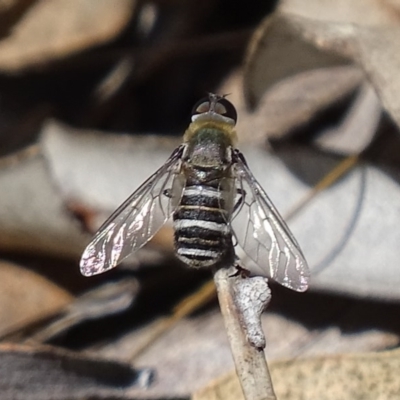 Villa sp. (genus) (Unidentified Villa bee fly) at Mount Mugga Mugga - 6 Dec 2017 by roymcd