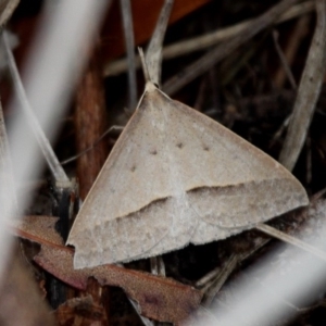 Epidesmia hypenaria at Paddys River, ACT - 3 Dec 2017