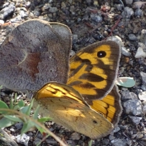 Heteronympha merope at Symonston, ACT - 7 Dec 2017 11:06 AM