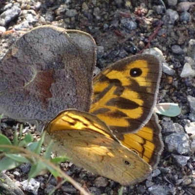 Heteronympha merope (Common Brown Butterfly) at Symonston, ACT - 7 Dec 2017 by roymcd