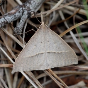 Epidesmia hypenaria at Paddys River, ACT - 3 Dec 2017 03:59 PM