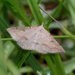 Taxeotis stereospila (Taxeotis stereospila) at Gibraltar Pines - 3 Dec 2017 by HarveyPerkins