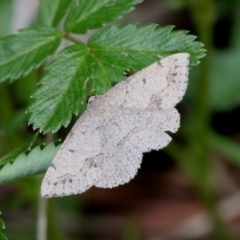 Taxeotis intextata (Looper Moth, Grey Taxeotis) at Paddys River, ACT - 3 Dec 2017 by HarveyPerkins