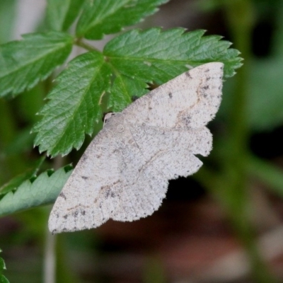 Taxeotis intextata (Looper Moth, Grey Taxeotis) at Gibraltar Pines - 3 Dec 2017 by HarveyPerkins