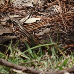 Ctenotus taeniolatus (Copper-tailed Skink) at Isaacs Ridge and Nearby - 21 Nov 2017 by roymcd