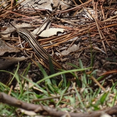 Ctenotus taeniolatus (Copper-tailed Skink) at Isaacs Ridge - 21 Nov 2017 by roymcd