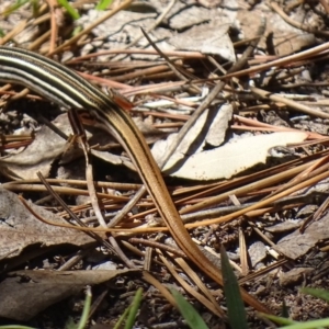 Ctenotus taeniolatus at Jerrabomberra, ACT - 22 Nov 2017 10:43 AM