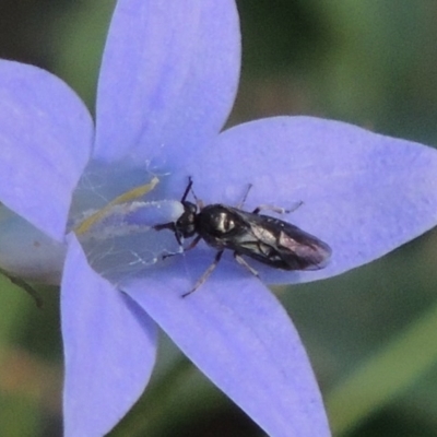 Pergidae sp. (family) (Unidentified Sawfly) at Tuggeranong Hill - 28 Nov 2017 by michaelb