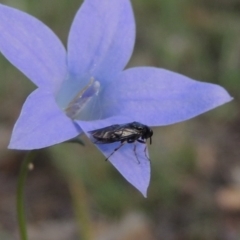 Pergidae sp. (family) at Conder, ACT - 28 Nov 2017 05:32 PM