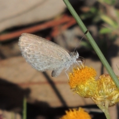 Zizina otis (Common Grass-Blue) at Tuggeranong Hill - 28 Nov 2017 by michaelb