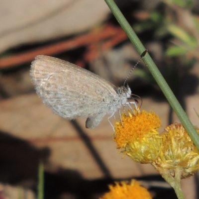 Zizina otis (Common Grass-Blue) at Tuggeranong Hill - 28 Nov 2017 by michaelb