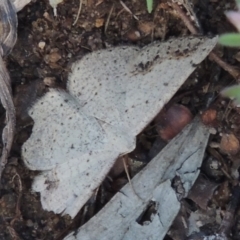 Taxeotis intextata (Looper Moth, Grey Taxeotis) at Conder, ACT - 28 Nov 2017 by MichaelBedingfield
