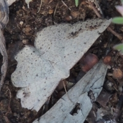 Taxeotis intextata (Looper Moth, Grey Taxeotis) at Conder, ACT - 28 Nov 2017 by michaelb