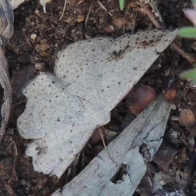 Taxeotis intextata (Looper Moth, Grey Taxeotis) at Rob Roy Range - 28 Nov 2017 by michaelb