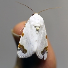 Chasmina pulchra (A Noctuid moth) at O'Connor, ACT - 7 Dec 2017 by ibaird