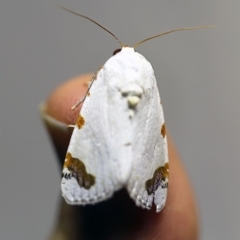Chasmina pulchra (White Beauty (Acronictinae) at O'Connor, ACT - 7 Dec 2017 by ibaird