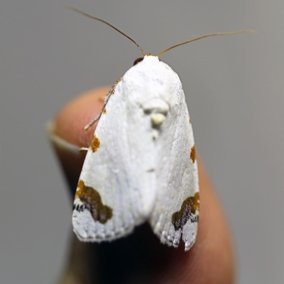 Chasmina pulchra (White Beauty (Acronictinae) at O'Connor, ACT - 7 Dec 2017 by ibaird