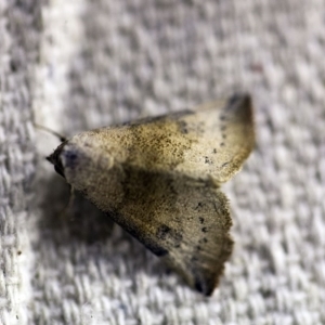 Mataeomera mesotaenia at O'Connor, ACT - 7 Dec 2017