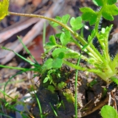 Ranunculus pimpinellifolius (Bog Buttercup) at Bolaro, NSW - 28 Nov 2017 by DavidMcKay