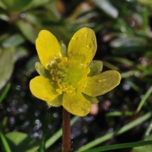 Ranunculus pimpinellifolius at Bolaro, NSW - 28 Nov 2017 09:15 AM