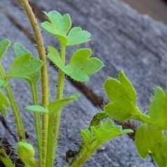 Ranunculus pimpinellifolius at Bolaro, NSW - 28 Nov 2017 09:15 AM