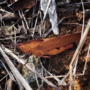 Goniaea sp. (genus) at Googong, NSW - 8 Dec 2017