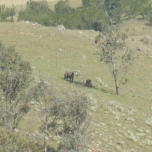 Osphranter robustus robustus at Stromlo, ACT - 8 Dec 2017