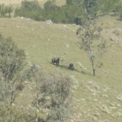 Osphranter robustus robustus (Eastern Wallaroo) at Stromlo, ACT - 8 Dec 2017 by MichaelMulvaney