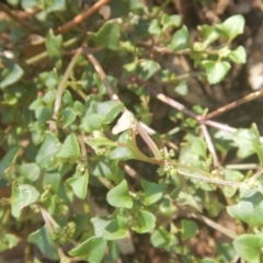 Einadia hastata (Berry Saltbush) at Bullen Range - 8 Dec 2017 by MichaelMulvaney