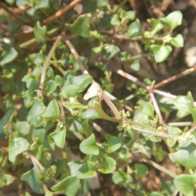 Einadia hastata (Berry Saltbush) at Bullen Range - 8 Dec 2017 by MichaelMulvaney