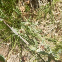 Centaurea melitensis (Maltese Cockspur, Cockspur Thistle) at Bullen Range - 8 Dec 2017 by MichaelMulvaney