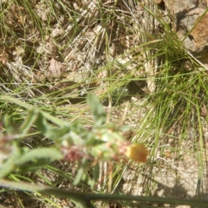 Centaurea melitensis at Paddys River, ACT - 8 Dec 2017 11:07 AM