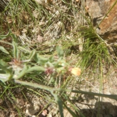 Centaurea melitensis at Paddys River, ACT - 8 Dec 2017 11:07 AM