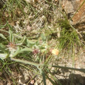 Centaurea melitensis at Paddys River, ACT - 8 Dec 2017 11:07 AM