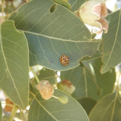 Harmonia conformis (Common Spotted Ladybird) at Paddys River, ACT - 8 Dec 2017 by MichaelMulvaney