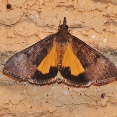 Uresiphita ornithopteralis (Tree Lucerne Moth) at Wanniassa, ACT - 8 Dec 2017 by JohnBundock