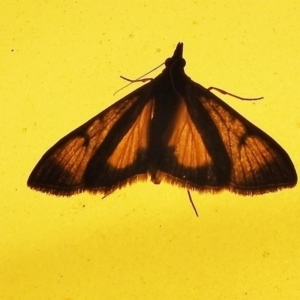 Uresiphita ornithopteralis at Wanniassa, ACT - 8 Dec 2017