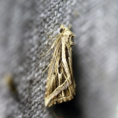 Lophotoma diagrapha (Double-line Snout Moth) at O'Connor, ACT - 7 Dec 2017 by ibaird