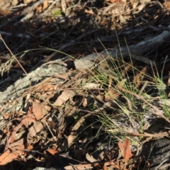 Poa sp. CNM1 (under review, formerly Poa meionectes) (Snow Grass) at Conder, ACT - 28 Nov 2017 by michaelb