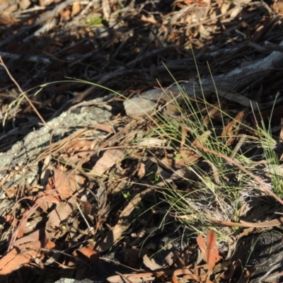 Poa sp. CNM1 (under review, formerly Poa meionectes) (Snow Grass) at Rob Roy Range - 28 Nov 2017 by michaelb