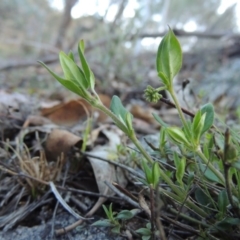 Opercularia hispida (Hairy Stinkweed) at Rob Roy Range - 28 Nov 2017 by michaelb