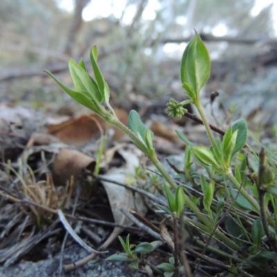 Opercularia hispida (Hairy Stinkweed) at Conder, ACT - 28 Nov 2017 by michaelb