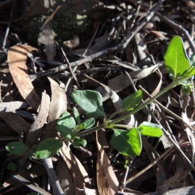 Opercularia hispida (Hairy Stinkweed) at Conder, ACT - 28 Nov 2017 by michaelb