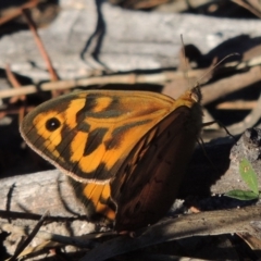 Heteronympha merope (Common Brown Butterfly) at Rob Roy Range - 28 Nov 2017 by michaelb