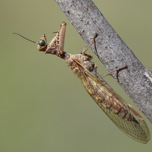 Mantispidae (family) at Red Hill, ACT - 8 Dec 2017 09:12 AM